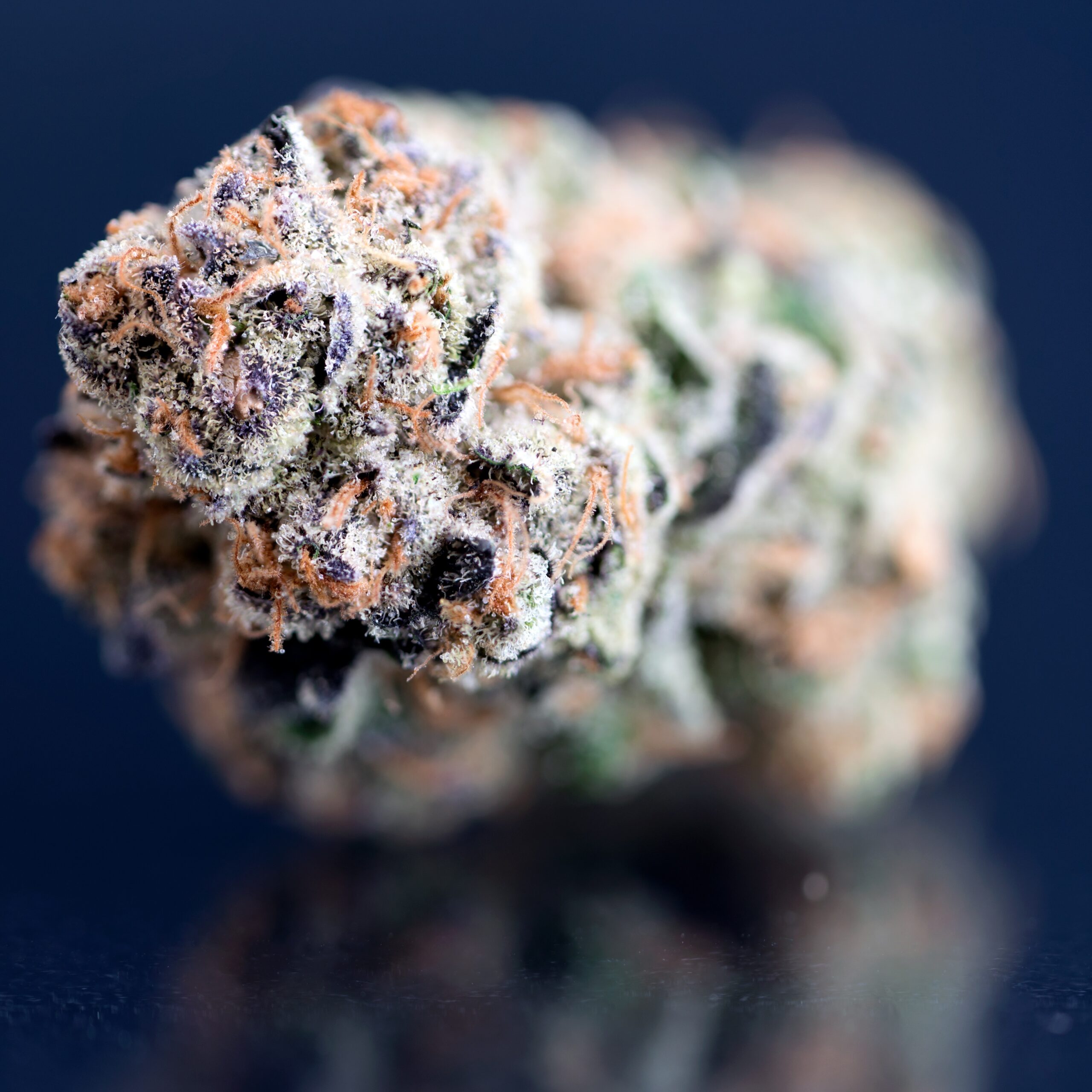 Edit Bud 1 scaled